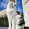 cat, calico_cat, animal, pet, feline, sitting, outdoor, portrait, close_up, whiskers, ears, fur, white_fur, orange_fur, black_fur, greenery, houses, blue_sky, clouds, sunlight