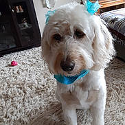 Snickers is registered to the contest to win money with this photo: dog, white_dog, blue_bow, blue_scarf, carpet, indoor, furniture, cabinet, curtains, decor, pet, canine, home, cozy, animal, portrait, cute, fluffy, sitting, toy
