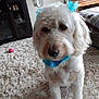 dog, white_dog, blue_bow, blue_scarf, carpet, indoor, furniture, cabinet, curtains, decor, pet, canine, home, cozy, animal, portrait, cute, fluffy, sitting, toy