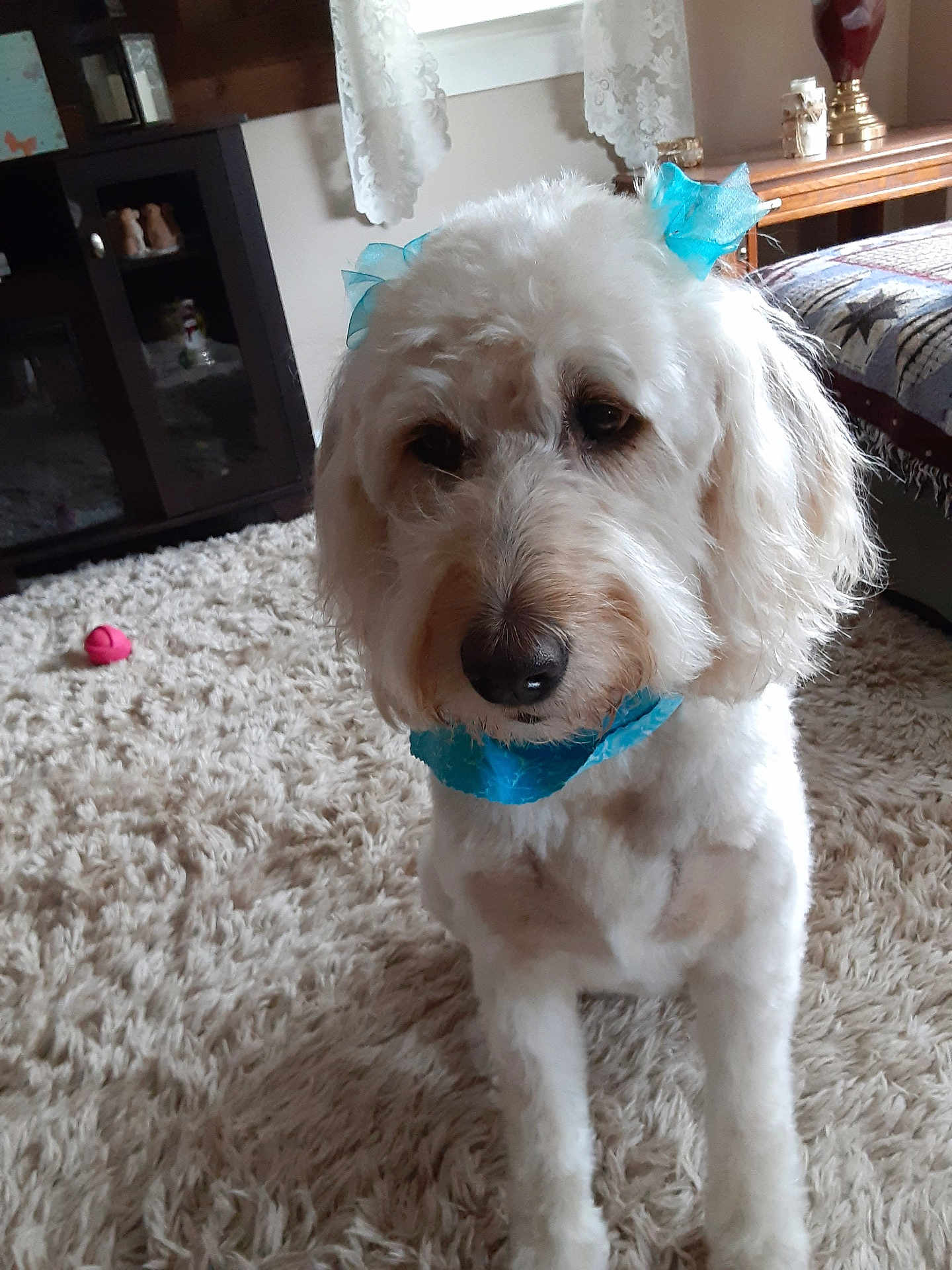 Snickers is registered to the contest to win money with this photo: dog, white_dog, blue_bow, blue_scarf, carpet, indoor, furniture, cabinet, curtains, decor, pet, canine, home, cozy, animal, portrait, cute, fluffy, sitting, toy
