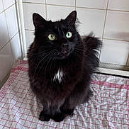Ulys a rejoint le concours — aidez-le/la à gagner de superbes lots ! cat, black_cat, fluffy, longhaired, green_eyes, white_chest, animal, pet, sitting, portrait, indoors, bathroom, tile, towel, checkered, red_and_white, looking_at_camera, whiskers, ears, fur