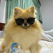 Mufasa is registered to the contest to win money with this photo: dog, pomeranian, sunglasses, fluffy, bed, blanket, indoor, pet, cute, animal, cozy, resting, fur, accessory, fashion, canine, portrait, domestic_animal, furniture, curtains