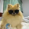 dog, pomeranian, sunglasses, fluffy, bed, blanket, indoor, pet, cute, animal, cozy, resting, fur, accessory, fashion, canine, portrait, domestic_animal, furniture, curtains