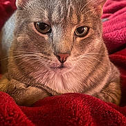 Gizmo joined the competition — help win amazing prizes! cat, tabby, gray_cat, pet, animal, close_up, feline, whiskers, ears, eyes, nose, resting, blanket, red_blanket, cozy, indoor, fur, portrait, cute, relaxed