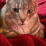 cat, tabby, gray_cat, pet, animal, close_up, feline, whiskers, ears, eyes, nose, resting, blanket, red_blanket, cozy, indoor, fur, portrait, cute, relaxed