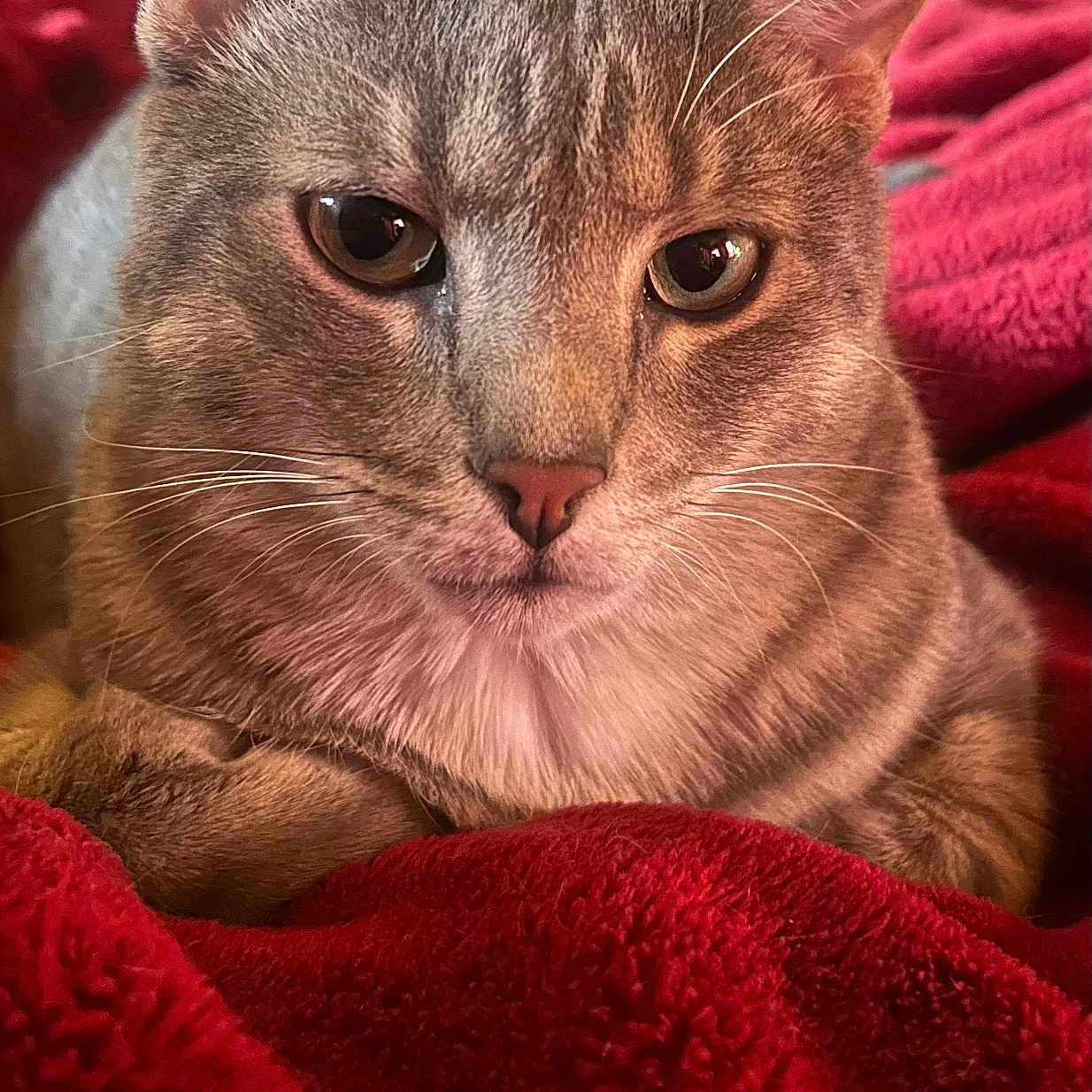 Gizmo joined the competition — help win amazing prizes! cat, tabby, gray_cat, pet, animal, close_up, feline, whiskers, ears, eyes, nose, resting, blanket, red_blanket, cozy, indoor, fur, portrait, cute, relaxed