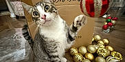 Mookie joined the competition — help win amazing prizes! animal, cardboard_box, cat, chair, christmas_ornament, curious, decor, domestic, festive, furniture, golden_baubles, holiday_decorations, household, indoor, paw, pet, playful, tabby_cat, window, wooden_floor