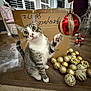 animal, cardboard_box, cat, chair, christmas_ornament, curious, decor, domestic, festive, furniture, golden_baubles, holiday_decorations, household, indoor, paw, pet, playful, tabby_cat, window, wooden_floor