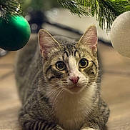 Mookie joined the competition — help win amazing prizes! animal, cat, christmas_tree, closeup, curious, cute, decorations, feline, floor, green, holiday, indoor, laying, ornament, paws, pet, tabby, whiskers, white, wooden_floor