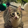animal, cat, christmas_tree, closeup, curious, cute, decorations, feline, floor, green, holiday, indoor, laying, ornament, paws, pet, tabby, whiskers, white, wooden_floor
