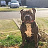 Léon participe au concours pour gagner de l'argent avec cette photo : dog, pet, animal, sitting, portrait, outdoor, yard, grass, sidewalk, street, cars, brown_fur, white_chest, short_hair, floppy_ears, smiling, front_facing, daylight, blurred_background, companion