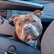 Léon participe au concours pour gagner de l'argent avec cette photo : dog, pit_bull, canine, pet, animal, face, portrait, brown_dog, short_hair, floppy_ears, car, car_interior, car_seat, seatbelt_area, blanket, leash, collar, indoor, close_up, funny_expression