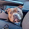 dog, pit_bull, canine, pet, animal, face, portrait, brown_dog, short_hair, floppy_ears, car, car_interior, car_seat, seatbelt_area, blanket, leash, collar, indoor, close_up, funny_expression
