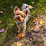 dog, small_dog, yorkshire_terrier, grass, autumn_leaves, outdoor, pet, toy, playful, brown_fur, curious, paw, collar, nature, fall, leaf_litter, sunlight, animal, companion, cute