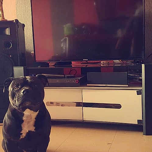 Lobo participe au concours pour gagner de l'argent avec cette photo : audio, audio_equipment, electronic_device, electronics, flooring, furniture, loudspeaker, sound, technology