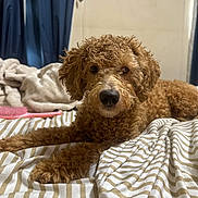 June is registered to the contest to win money with this photo: dog, bed, blanket, curly_hair, indoor, pet, brown, striped, fur, canine, resting, cozy, curtains, animal, domestic, looking, nose, paw, lying_down, close_up