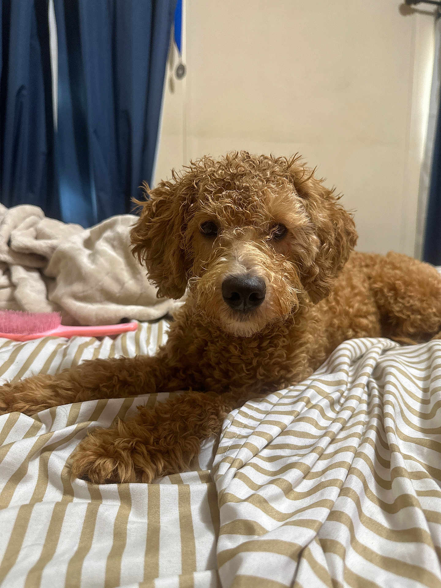 June is registered to the contest to win money with this photo: dog, bed, blanket, curly_hair, indoor, pet, brown, striped, fur, canine, resting, cozy, curtains, animal, domestic, looking, nose, paw, lying_down, close_up