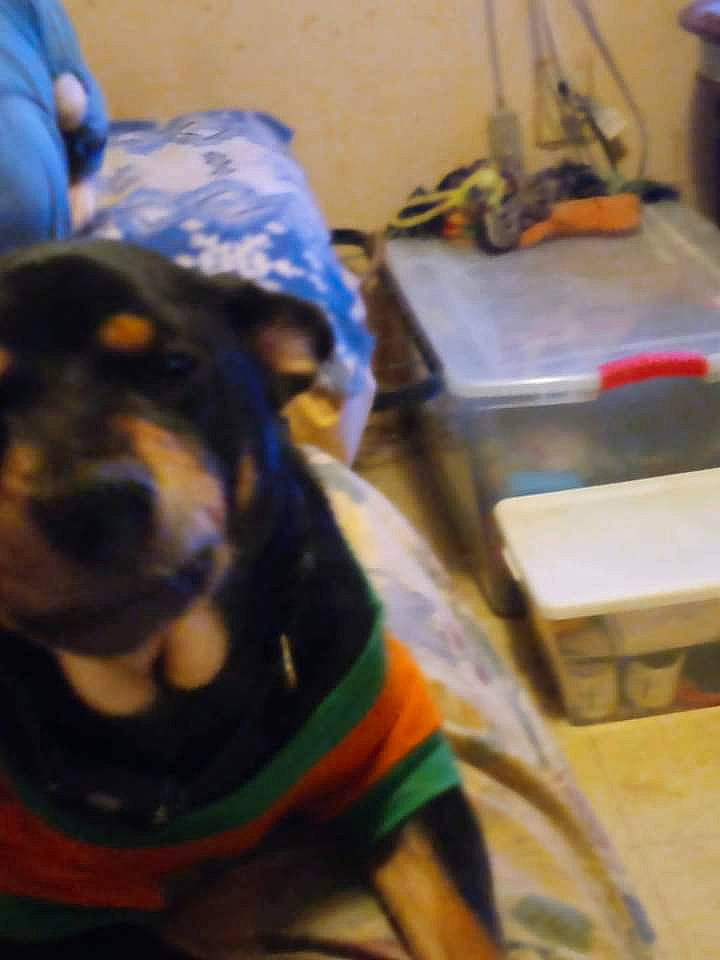 Roxie joined the competition — help win amazing prizes! canidae, carnivore, collar, companion_dog, dog, dog_breed, dog_clothes, dog_collar, dog_supply, fawn, fur, guard_dog, leash, personal_protective_equipment, pet_supply, pinscher, rottweiler, snout, working_animal, working_dog