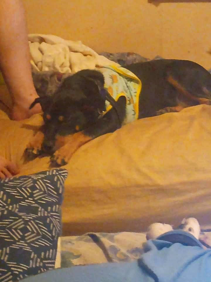 Roxie is registered to the contest to win money with this photo: bed, bed_sheet, bedding, bedroom, carnivore, comfort, companion_dog, couch, dog, dog_breed, duvet, fawn, fur, human_leg, linens, nap, room, tints_and_shades, toy_dog, working_animal