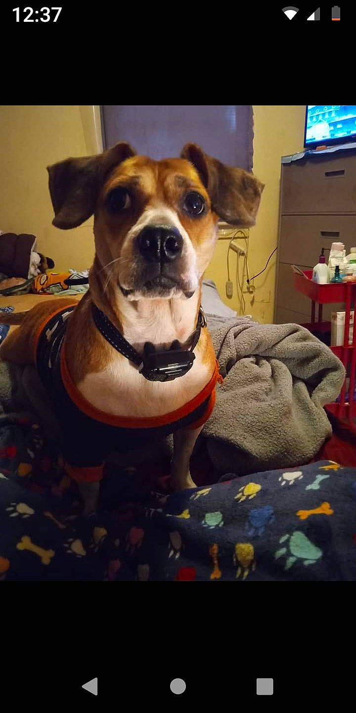 Hope is registered to the contest to win money with this photo: cabinetry, carnivore, chest_of_drawers, collar, comfort, companion_dog, dog, dog_breed, dog_collar, dog_supply, fawn, fur, home_appliance, pet_supply, shelf, shelving, television, whiskers, window, working_animal