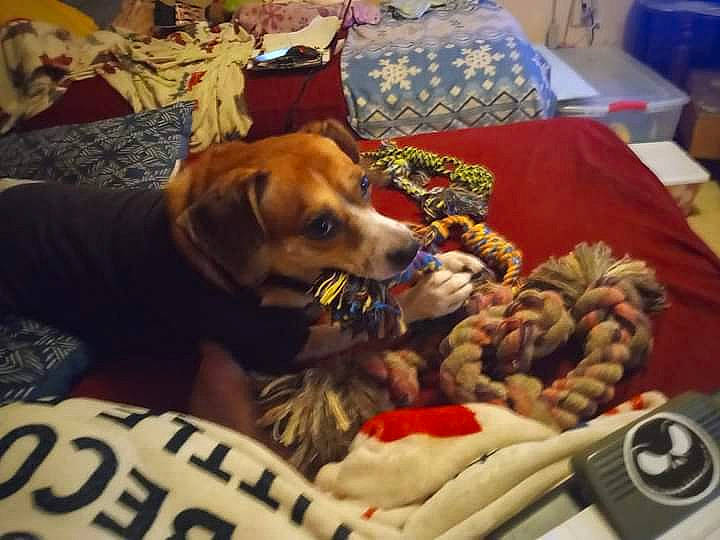 Hope is registered to the contest to win money with this photo: bed, canidae, carnivore, cloud, comfort, comfort_food, companion_dog, couch, dog, dog_breed, dog_supply, dog_toy, fawn, fur, linens, paw, room, sporting_group, table, toy