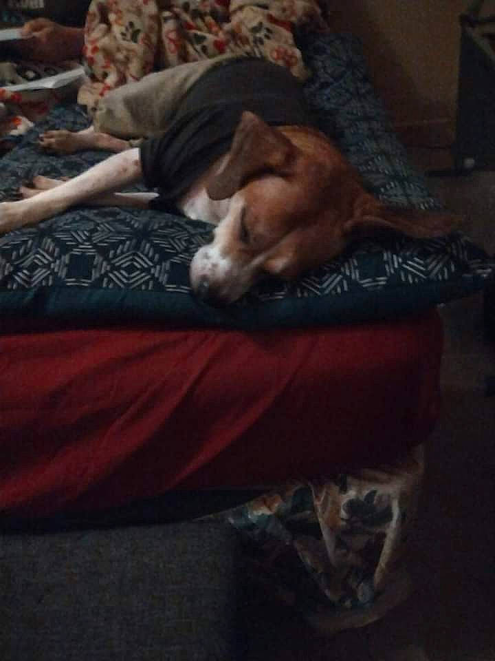 Hope joined the competition — help win amazing prizes! bedtime, canidae, carnivore, cloud, comfort, companion_dog, darkness, dog, dog_breed, fawn, flesh, flooring, fur, hardwood, human_leg, linens, nap, room, sporting_group, wood