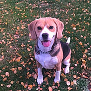 Nuggets a rejoint le concours — aidez-le/la à gagner de superbes lots ! dog, beagle, grass, autumn, leaves, outdoor, pet, animal, tongue_out, collar, sitting, nature, cute, canine, friendly, fall, smiling, park, daylight, mammal