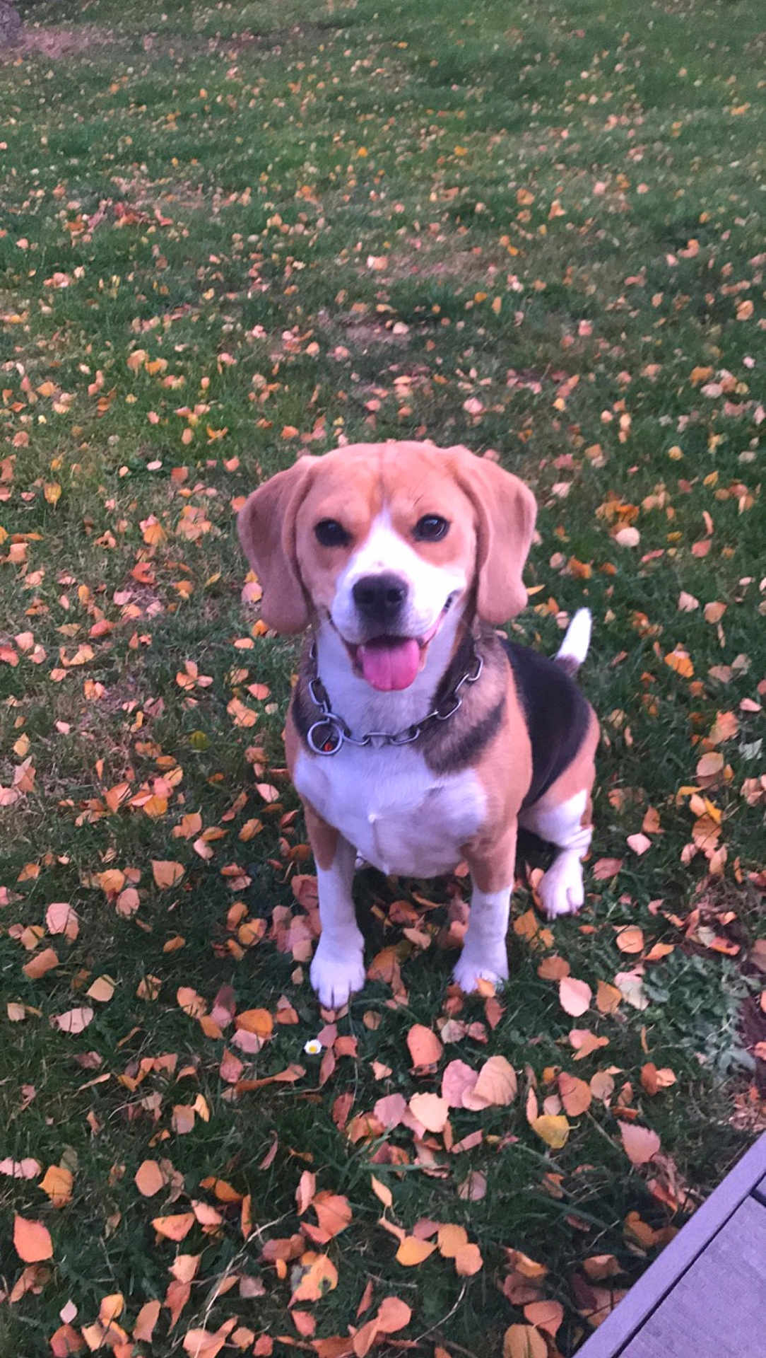 Nuggets a rejoint le concours — aidez-le/la à gagner de superbes lots ! dog, beagle, grass, autumn, leaves, outdoor, pet, animal, tongue_out, collar, sitting, nature, cute, canine, friendly, fall, smiling, park, daylight, mammal