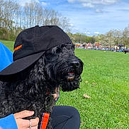 Suki is registered to the contest to win money with this photo: dog, black_dog, park, grass, cap, hat, leash, hand, person, outdoor, sky, trees, green, pet, close_up, collar, tongue, curly_fur, sitting, casual_clothing