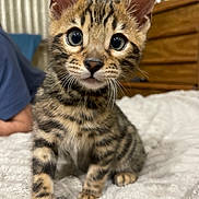 Markize is registered to the contest to win money with this photo: kitten, tabby, cat, pet, animal, fur, whiskers, eyes, bed, blanket, striped, indoor, cute, young, feline, curious, small, domestic, mammal, cozy