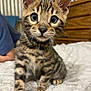 kitten, tabby, cat, pet, animal, fur, whiskers, eyes, bed, blanket, striped, indoor, cute, young, feline, curious, small, domestic, mammal, cozy