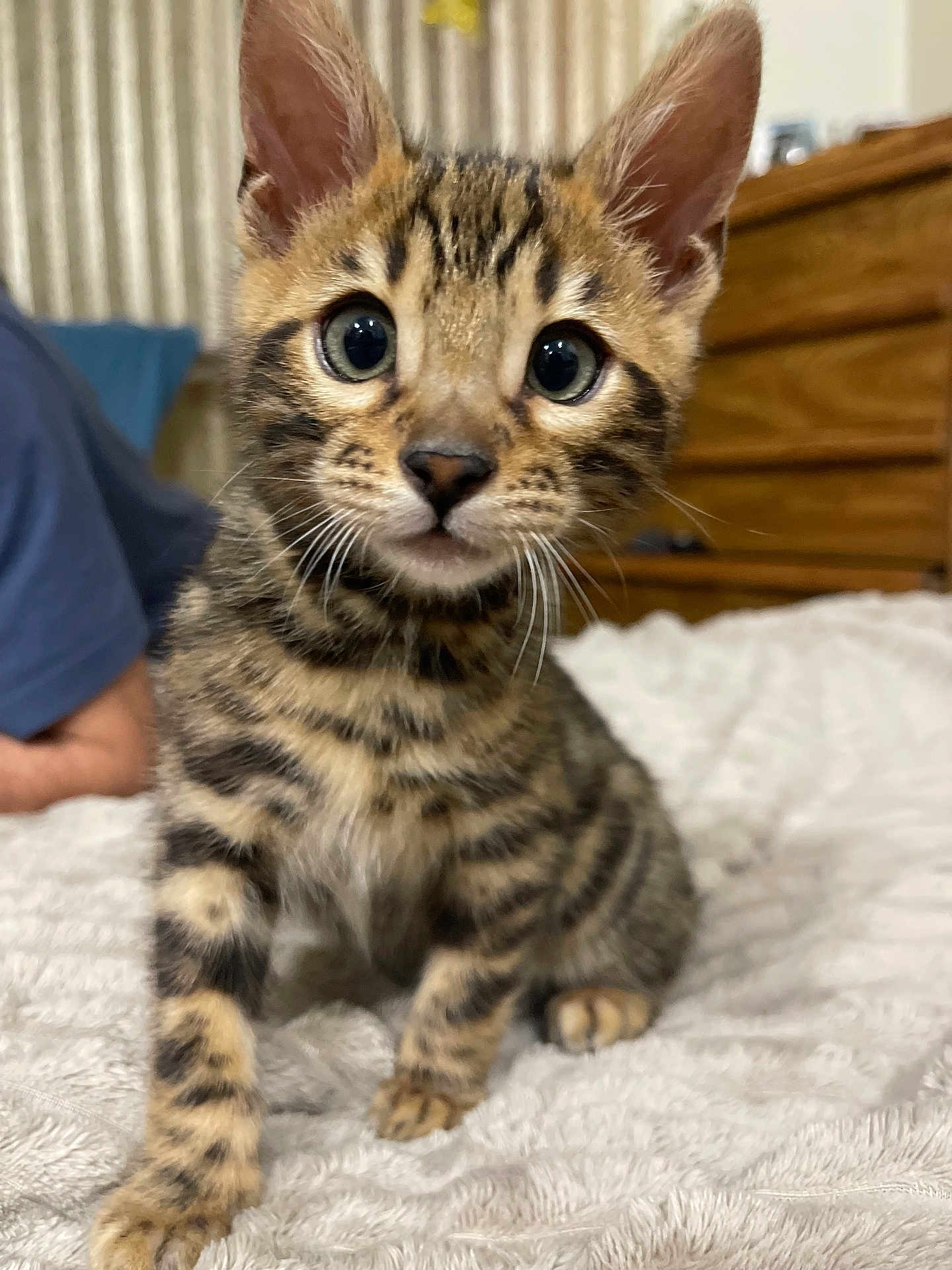 Markize is registered to the contest to win money with this photo: kitten, tabby, cat, pet, animal, fur, whiskers, eyes, bed, blanket, striped, indoor, cute, young, feline, curious, small, domestic, mammal, cozy