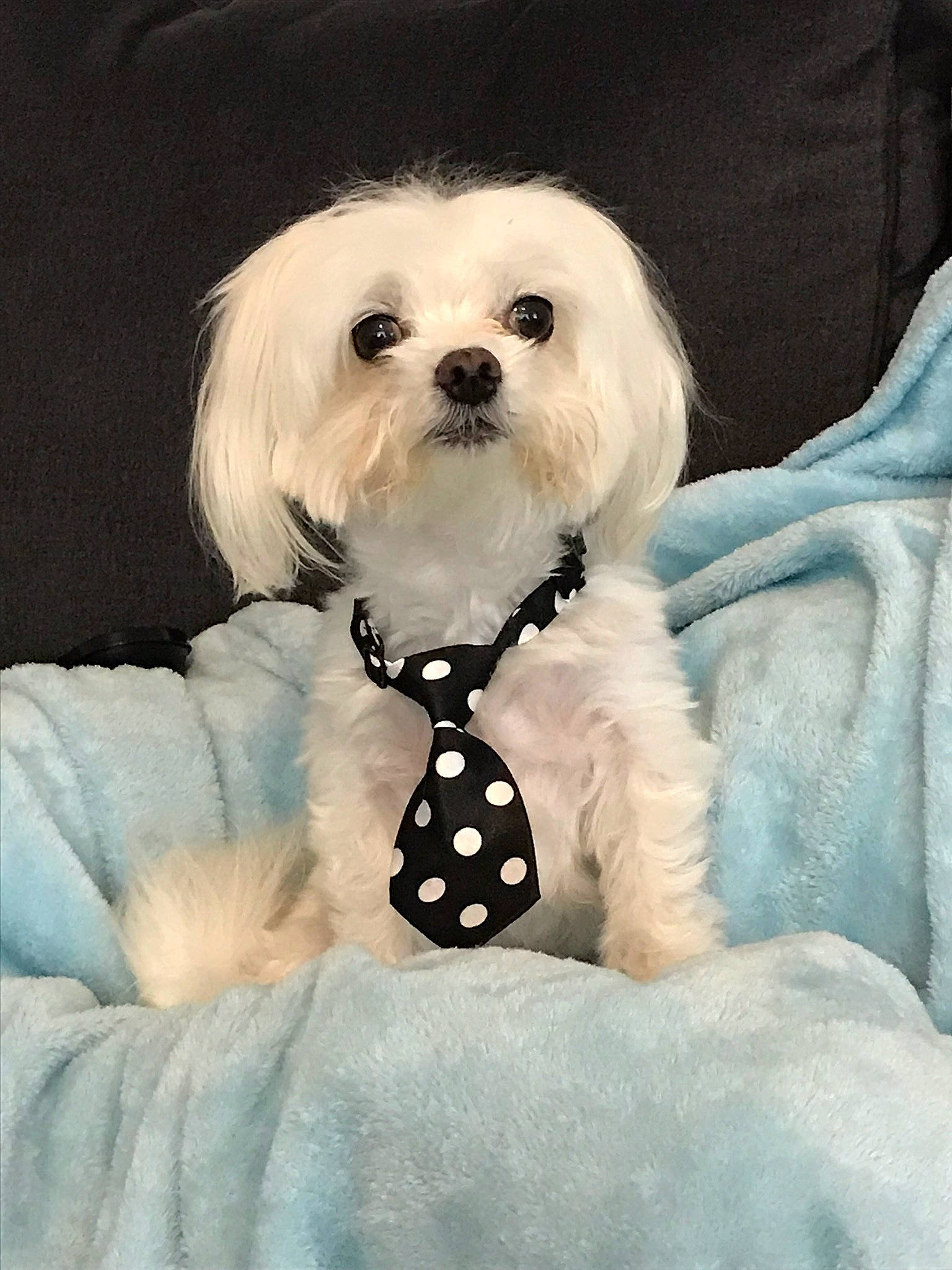 Boss is registered to the contest to win money with this photo: bow_tie, carnivore, companion_dog, dog, dog_breed, dog_collar, dog_supply, fashion_accessory, fur, pattern, pet_supply, plant, snout, sporting_group, terrier, toy, toy_dog, whiskers, white, working_animal