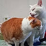 cat, cats, close_up, companionship, ears, feline, floor, fur, grooming, indoor, licking, orange_cat, paws, pet, portrait, tabby, two_cats, wall, whiskers, white_cat