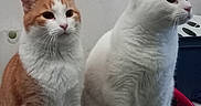 Blanco Et Guizmo a rejoint le concours — aidez-le/la à gagner de superbes lots ! cat, cats, curious, duo, feline, household_item, indoor, looking_left, looking_right, orange_cat, pair, paws, pet, pets, portrait, shelf, sitting, wall, whiskers, white_cat
