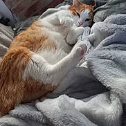 Blanco Et Guizmo a rejoint le concours — aidez-le/la à gagner de superbes lots ! bed, bedding, blanket, brick_wall, cat, cozy, feline, fur, indoor, orange_cat, paw, paw_pads, pet, pink_nose, plush, portrait, relaxed, sleeping, whiskers, white_cat