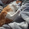 bed, bedding, blanket, brick_wall, cat, cozy, feline, fur, indoor, orange_cat, paw, paw_pads, pet, pink_nose, plush, portrait, relaxed, sleeping, whiskers, white_cat