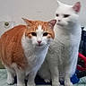 animal, cat, cats, companion, curious, cute, domestic_cat, feline, fur, home, indoor, looking_at_camera, orange_cat, paws, pet, portrait, sitting, two_animals, whiskers, white_cat