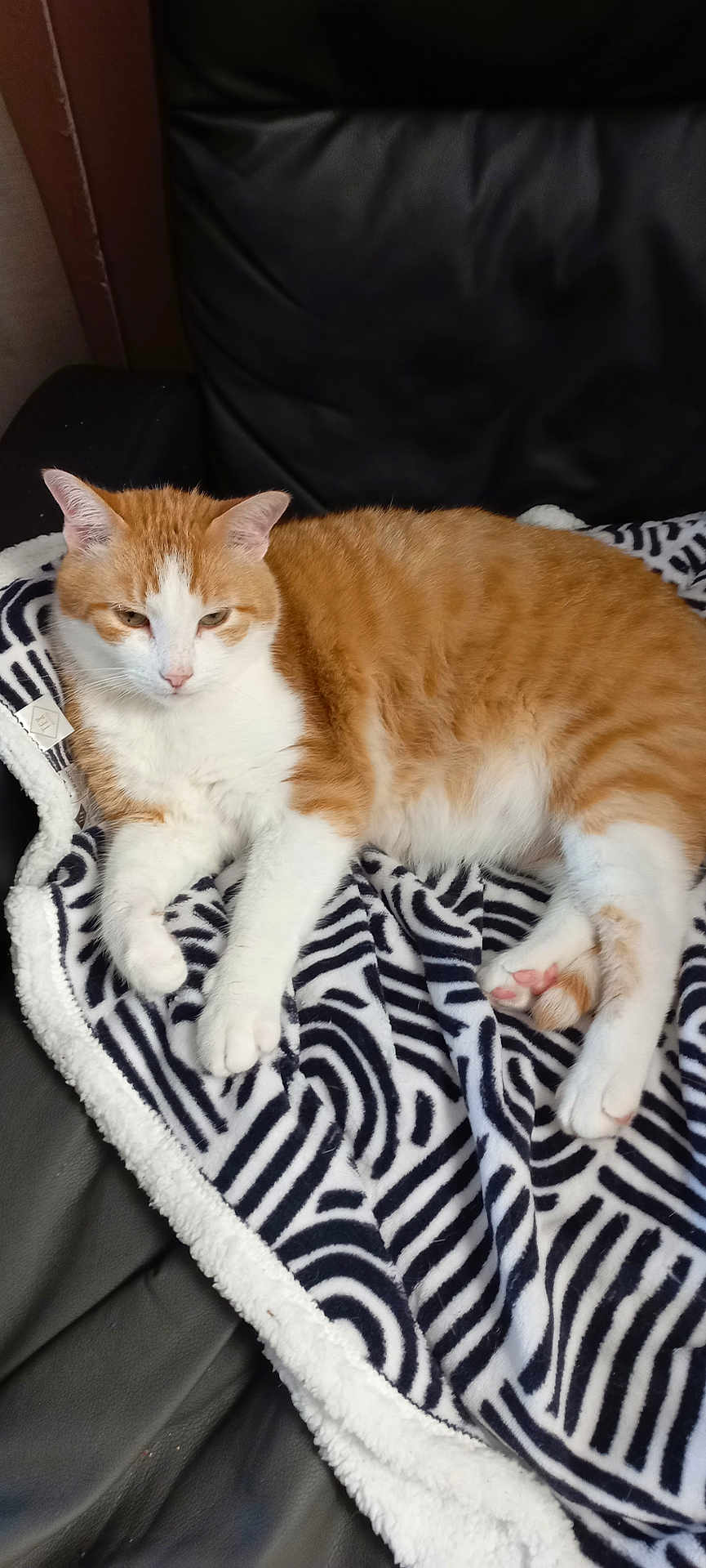 Guizmo a rejoint le concours — aidez-le/la à gagner de superbes lots ! cat, orange_tabby, tabby, pet, blanket, zebra_pattern, paw, paw_pad, fur, whiskers, relaxed, lounging, indoor, couch, chair, cozy, sleepy, close_up, domestic_animal, mammal