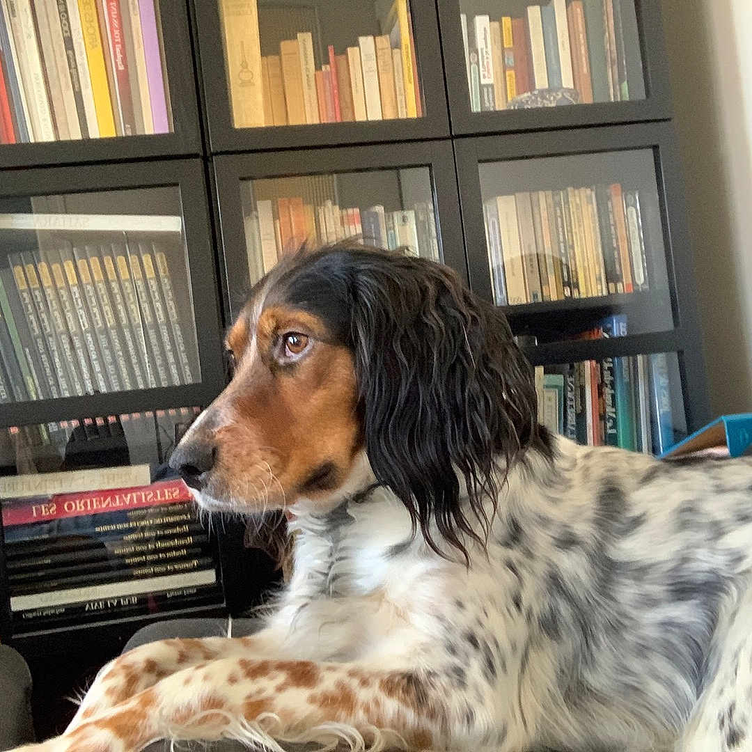 Yumi a rejoint le concours — aidez-le/la à gagner de superbes lots ! black_leather, books, bookshelf, brown, calm, couch, dog, fur, furniture, home, indoor, library, long_ears, pet, reading, relaxed, side_view, sitting, speckled, white