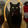 black_cat, cat, basket, collar, bell, indoor, pet, animal, yellow_eyes, wicker, fire_extinguisher, wall, curious, sitting, domestic_cat, cute, feline, close_up, household, portrait