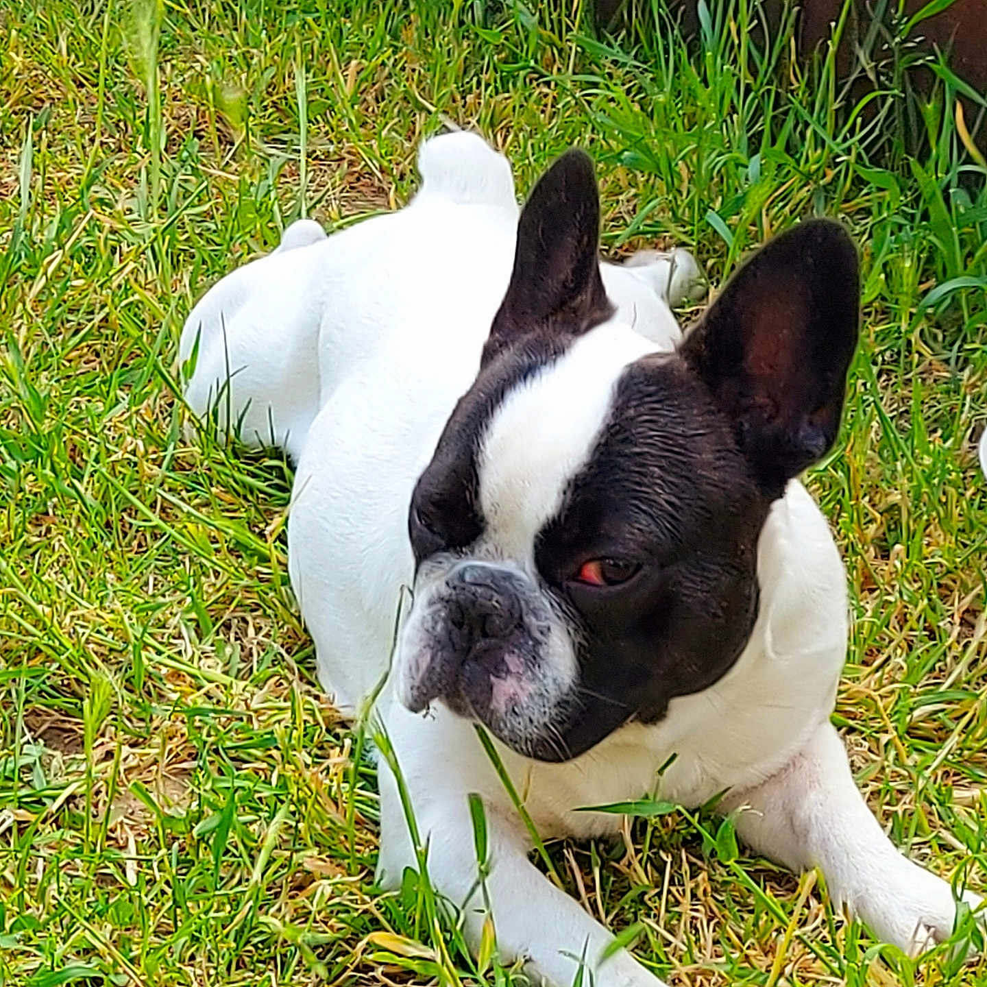 Django a rejoint le concours — aidez-le/la à gagner de superbes lots ! animal, bird, bostonbull, boxer, bulldog, canine, dog, frenchbulldog, grass, lawn, pet, pitbull, plant, puppy, whitedog
