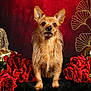 Mika participe au concours pour gagner de l'argent avec cette photo : animal_portrait, black_fur_surface, brown_dog, close_up, decorative_plants, dog, ears, figurine, flower_arrangement, fluffy_fur, golden_buddha, golden_elephant, indoor, pet, red_background, red_roses, serene, statue, still_life, studio_lighting