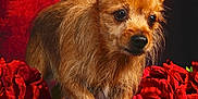 Mika participe au concours pour gagner de l'argent avec cette photo : adorable, animal, black_fur_surface, closeup, cute, dog, ears, flowers, fluffy, fur, indoor, looking_away, pet, portrait, red_background, red_roses, scruffy_dog, side_view, small_dog, studio_photo
