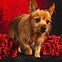 adorable, animal, black_fur_surface, closeup, cute, dog, ears, flowers, fluffy, fur, indoor, looking_away, pet, portrait, red_background, red_roses, scruffy_dog, side_view, small_dog, studio_photo