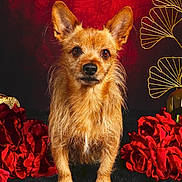 Mika participe au concours pour gagner de l'argent avec cette photo : adorable, animal_portrait, black_fur_surface, closeup, cute, dog, domestic_animal, ears, fluffy, fur, golden_decor, indoor, looking_at_camera, pet, portrait, red_background, red_roses, scruffy_dog, still_life, studio_photo