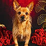 adorable, animal_portrait, black_fur_surface, closeup, cute, dog, domestic_animal, ears, fluffy, fur, golden_decor, indoor, looking_at_camera, pet, portrait, red_background, red_roses, scruffy_dog, still_life, studio_photo