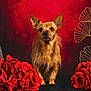 Mika a rejoint le concours — aidez-le/la à gagner de superbes lots ! animal_portrait, artistic, calm, decorative_objects, dog, flower_arrangement, fluffy_fur, golden_buddha, golden_wire_leaves, indoor, pet, portrait, red_background, red_roses, scruffy_dog, serene, sitting_dog, still_life, studio_lighting, vibrant_colors
