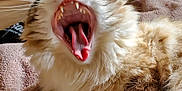 Saiko participe au concours pour gagner de l'argent avec cette photo : animal, bird, bodypart, cat, chicken, couch, electronics, fowl, furniture, hardware, head, kitten, lion, manx, mouth, person, pet, poultry, teeth, tongue