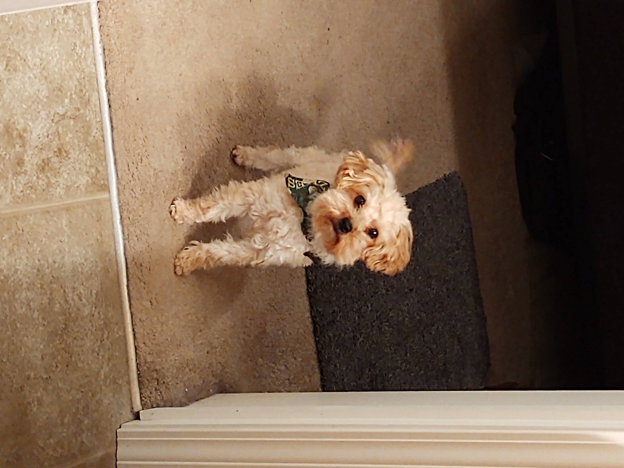 Bucky joined the competition — help win amazing prizes! canidae, carnivore, cavachon, companion_dog, dog, dog_breed, dog_supply, fawn, goldendoodle, maltepoo, mammal, non_sporting_group, pet_supply, small_terrier, sporting_group, terrier, toy_dog, vertebrate, water_dog, working_animal